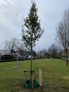 OK-001-boom15-20a32cc8-98e6-4bda-a0fe-898c9cbec47e