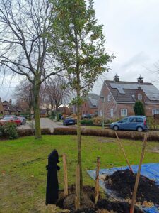 OK-001-boom5-e4b75056-f3d7-4a9f-8975-b88c3f66c3d3